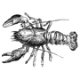 snehacotocus_285 profile