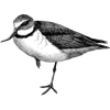 sandhyamalli19 profile image