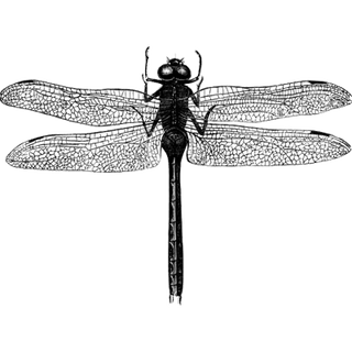 lisa profile picture