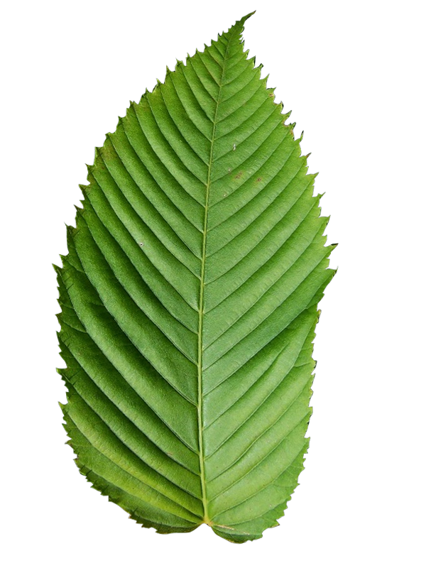 RSS