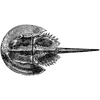 vijvi profile image
