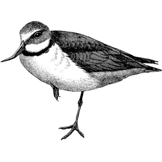 sengupta.sourav462@gmail.com profile picture