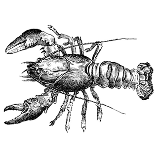 Sneha kumari  profile picture