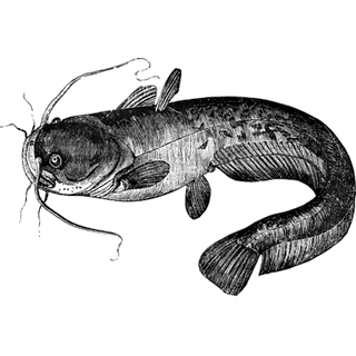 MohanapriyaaSA profile picture